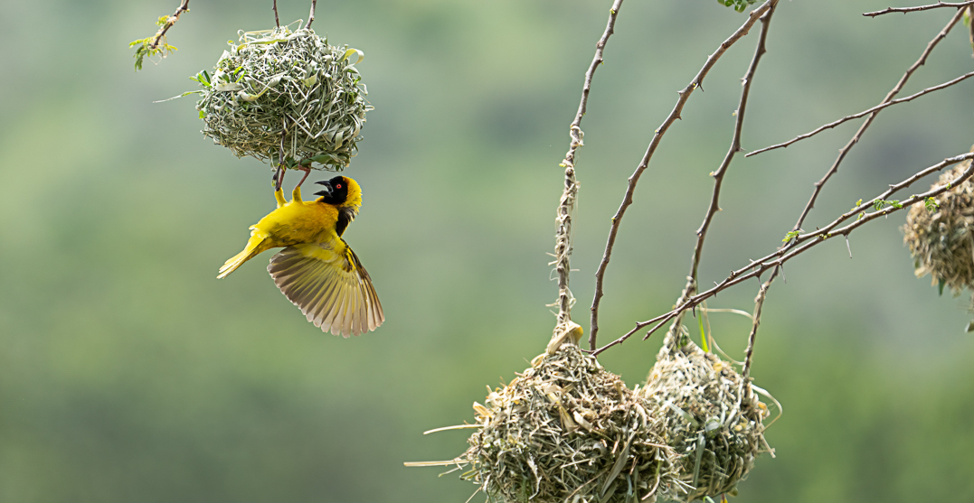 Southern Masked Weaver